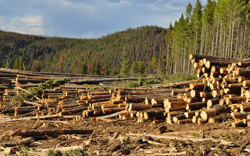 Deforestation Essay-an ecological imbalance. - education and career