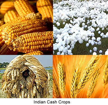 Cash Crop | 6 most popular cash crops in India ...