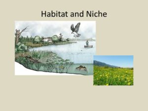 Difference between Habitat and Niche