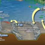 Describe pond ecosystem picture