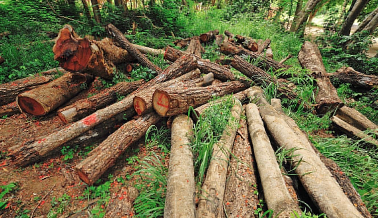 Slogan on Deforestation