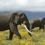 Essay on elephants