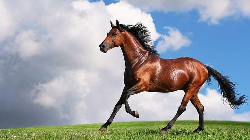 Image result for horse images
